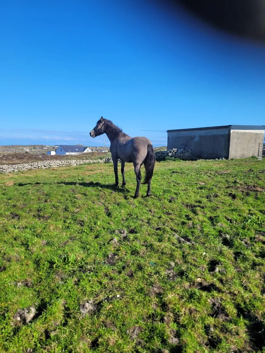 Ponies - Image 3