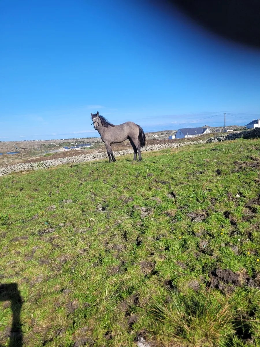 Ponies - Image 2