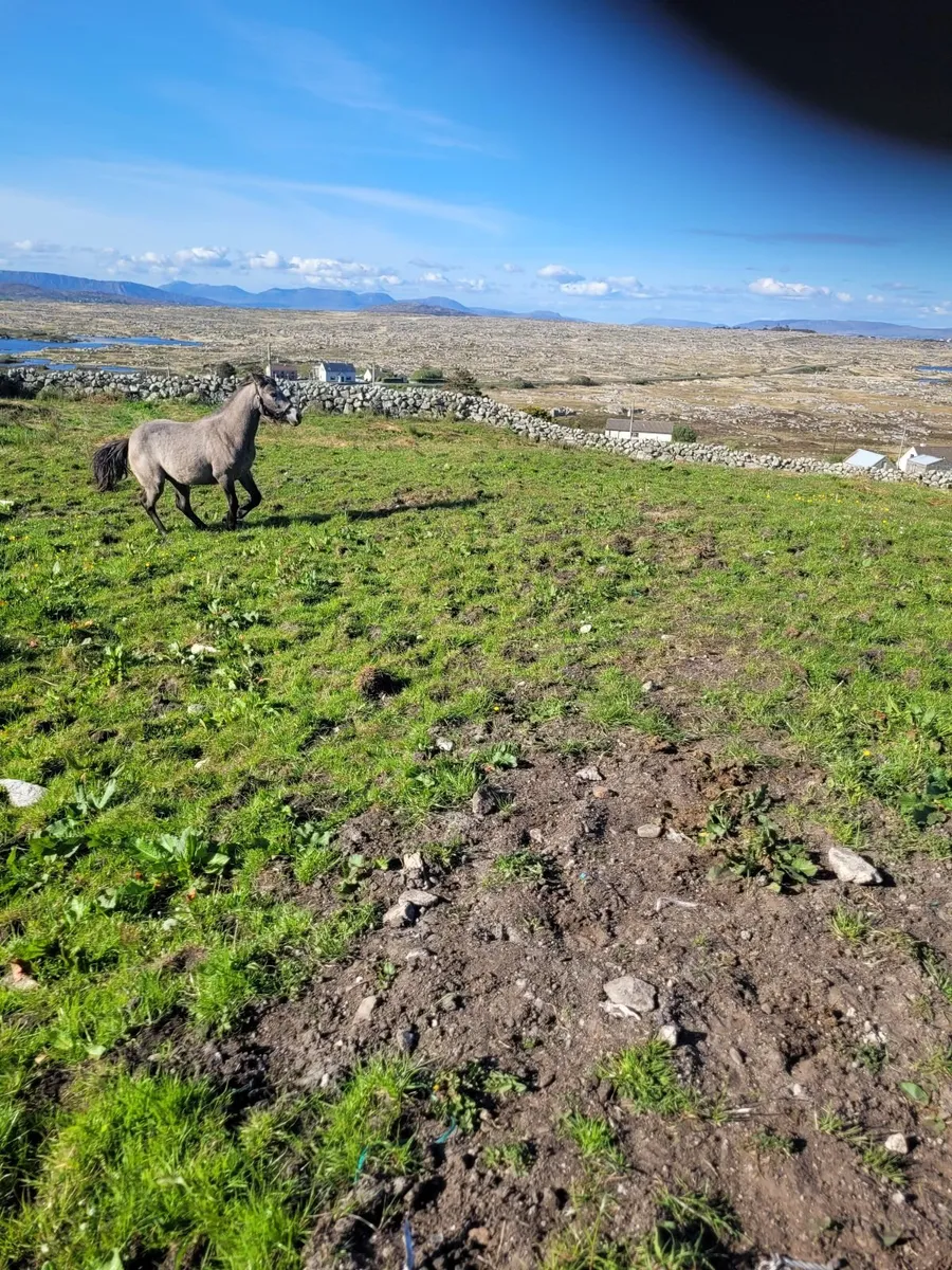 Ponies - Image 4