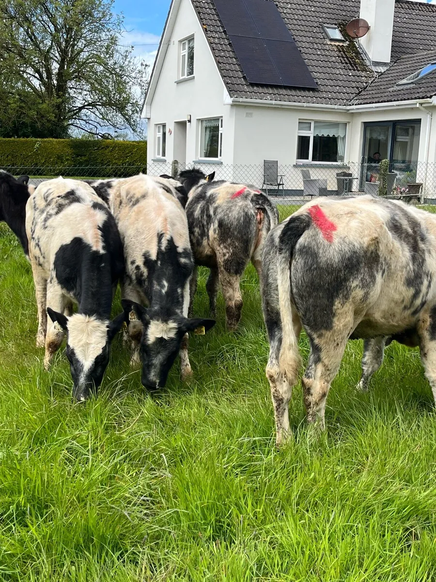 5 Belguim blue heifers 270kg - Image 1