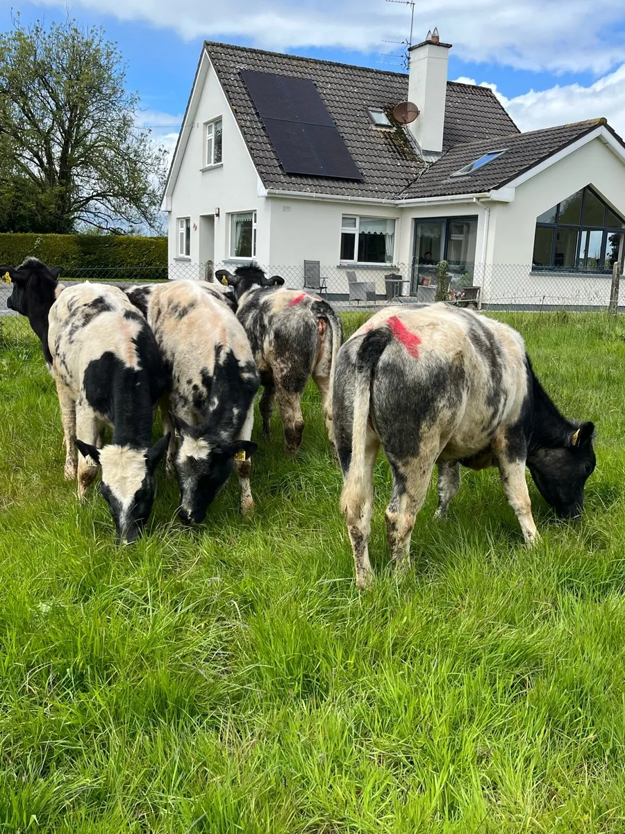 5 Belguim blue heifers 270kg - Image 2