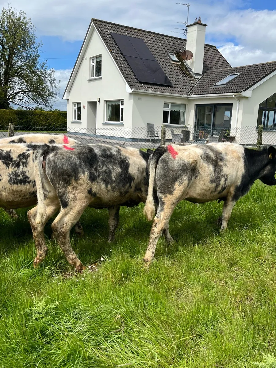 5 Belguim blue heifers 270kg - Image 3