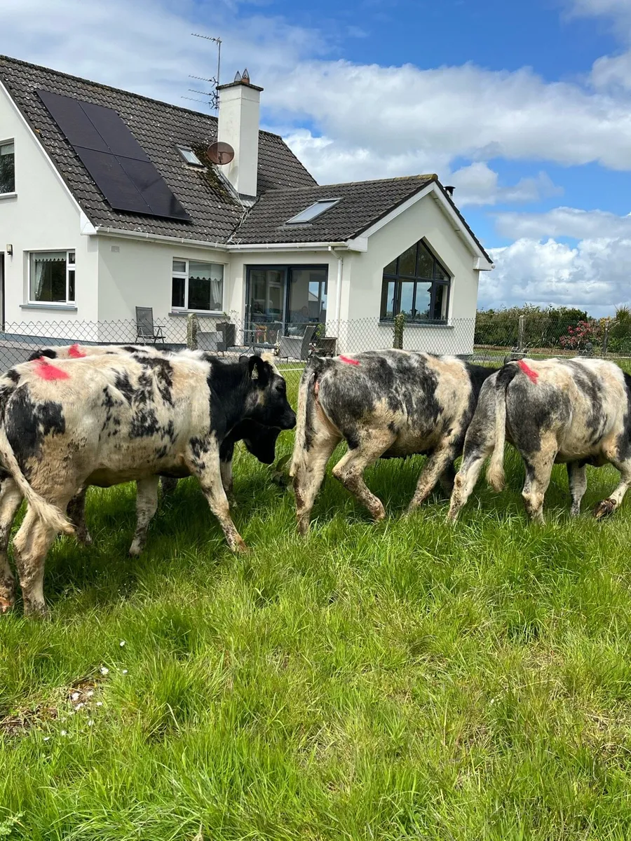 5 Belguim blue heifers 270kg - Image 4
