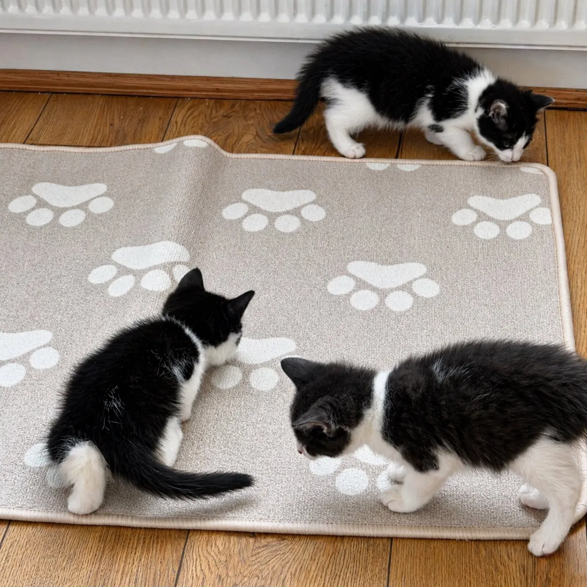 Kittens - Image 1