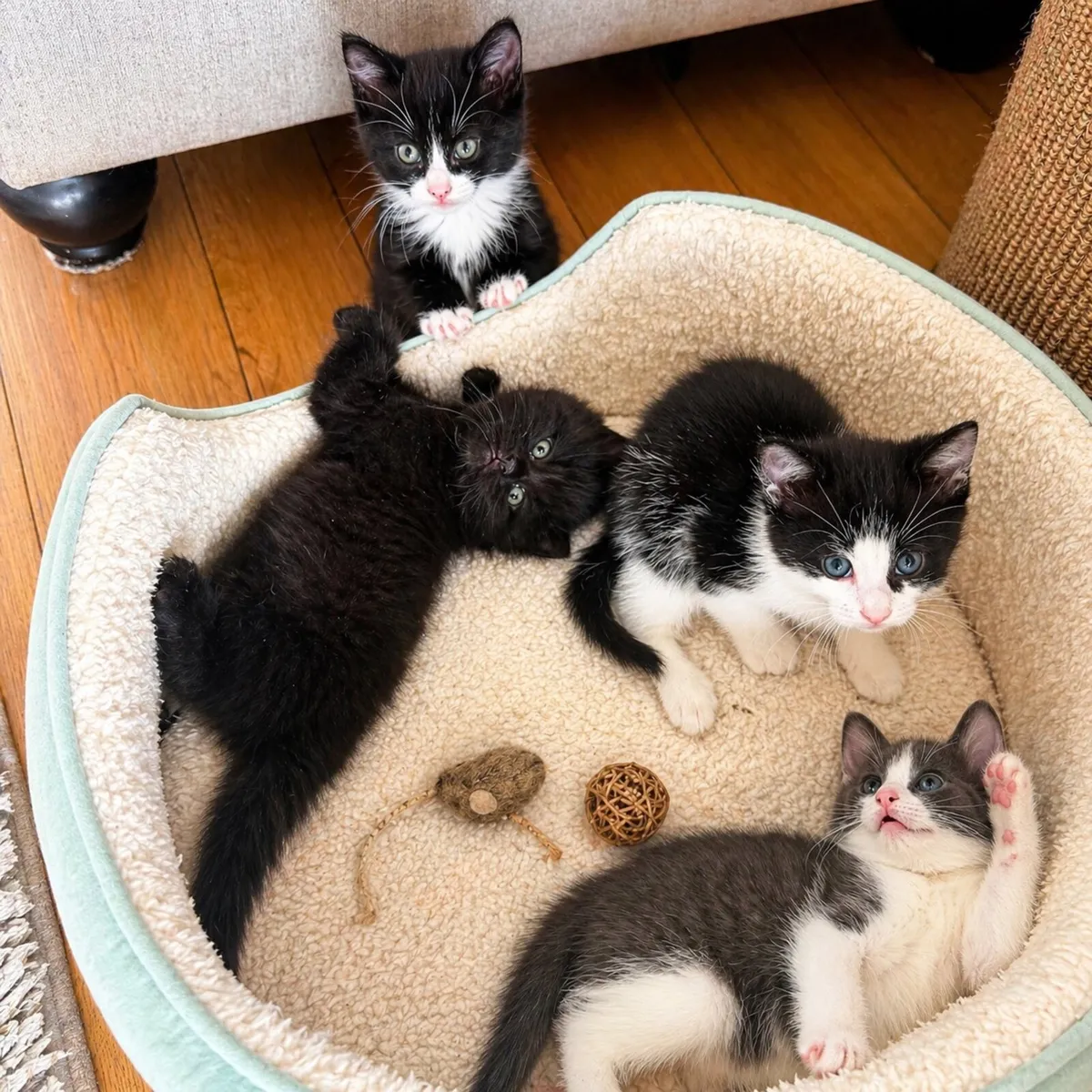 Kittens - Image 2