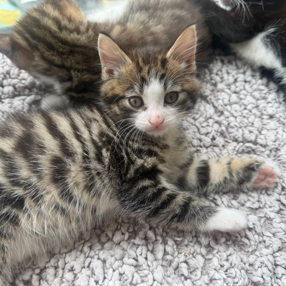 Kittens - Image 3
