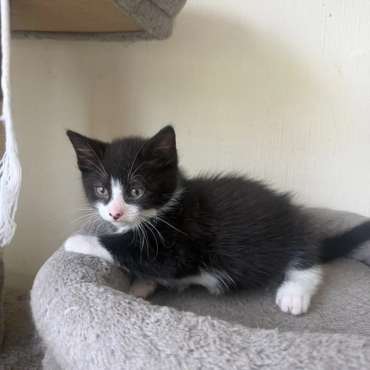 Kittens - Image 4
