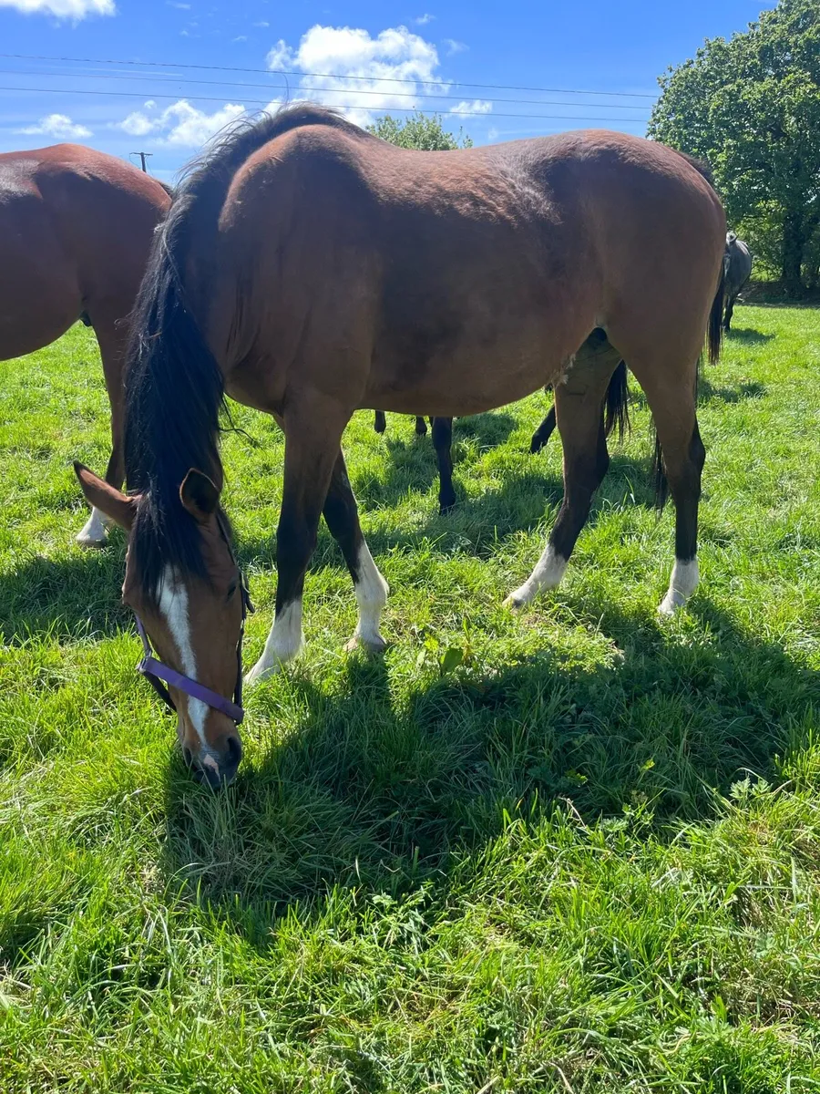 Tb mare - Image 1