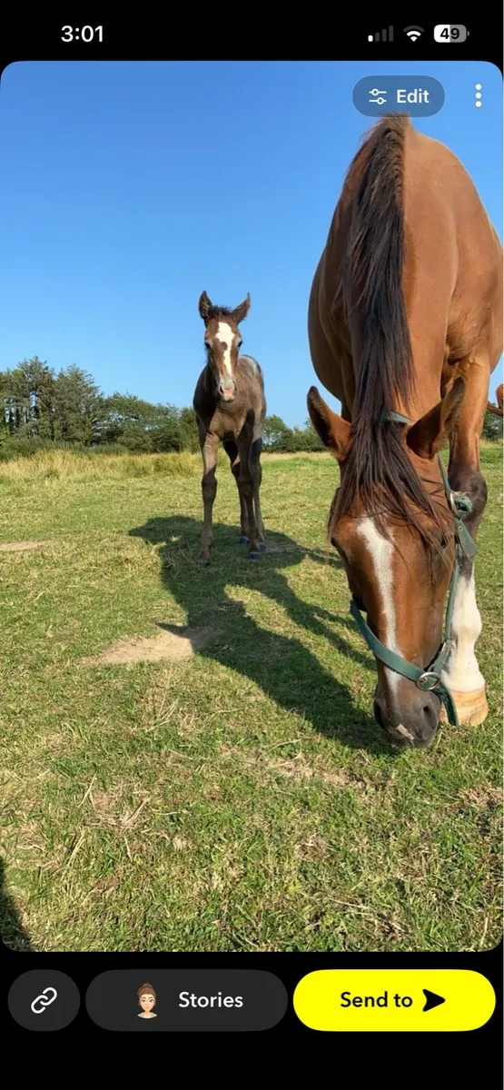 Tb mare - Image 4