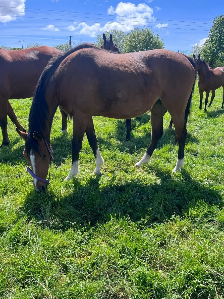 Tb mare - Image 2