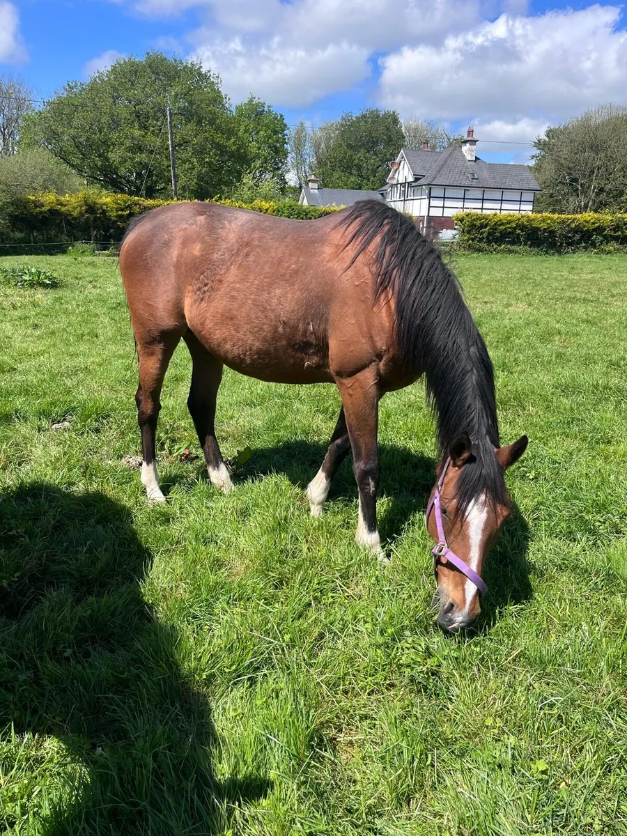 Tb mare - Image 3