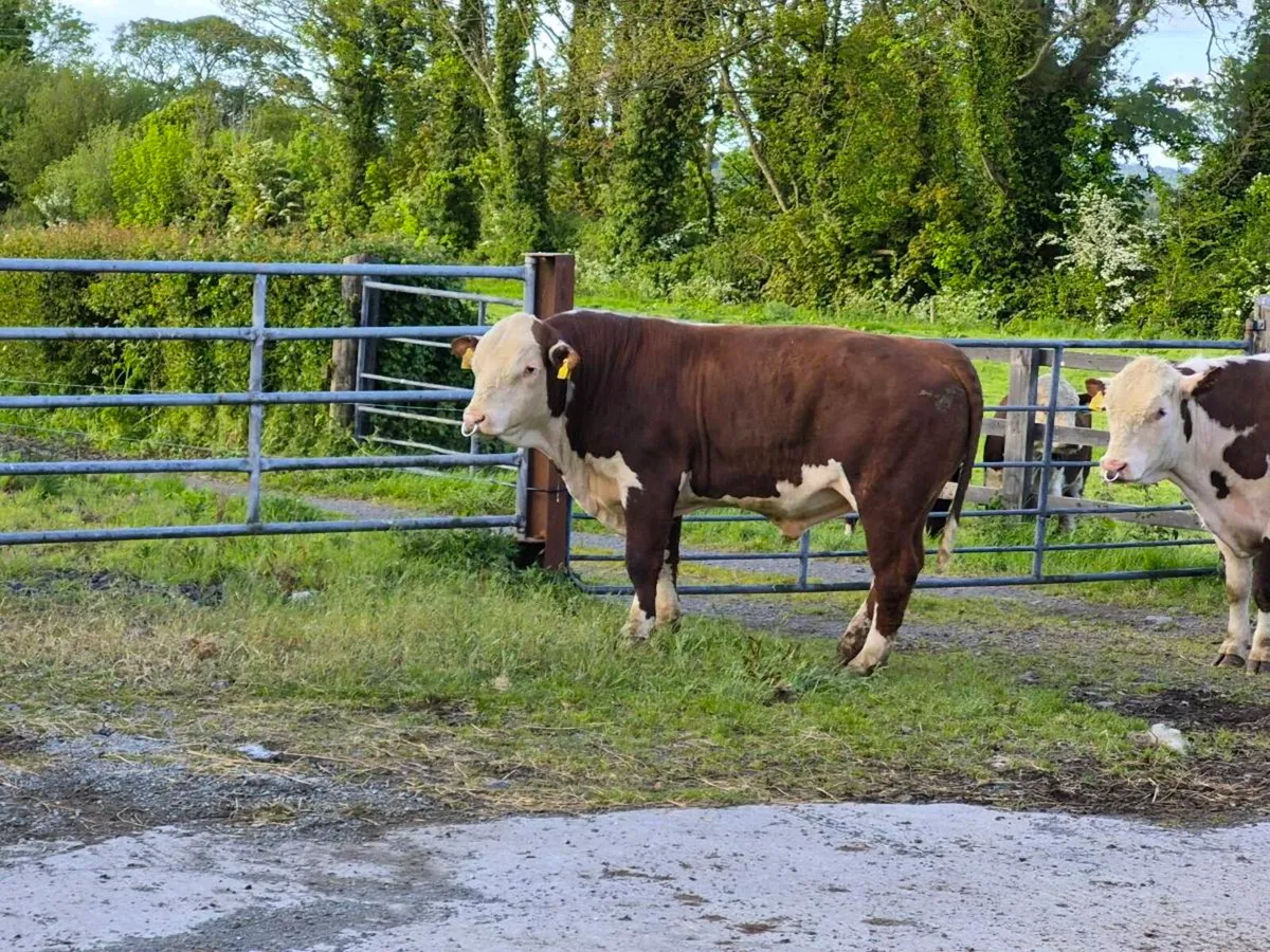 Hereford Bulls - Image 2