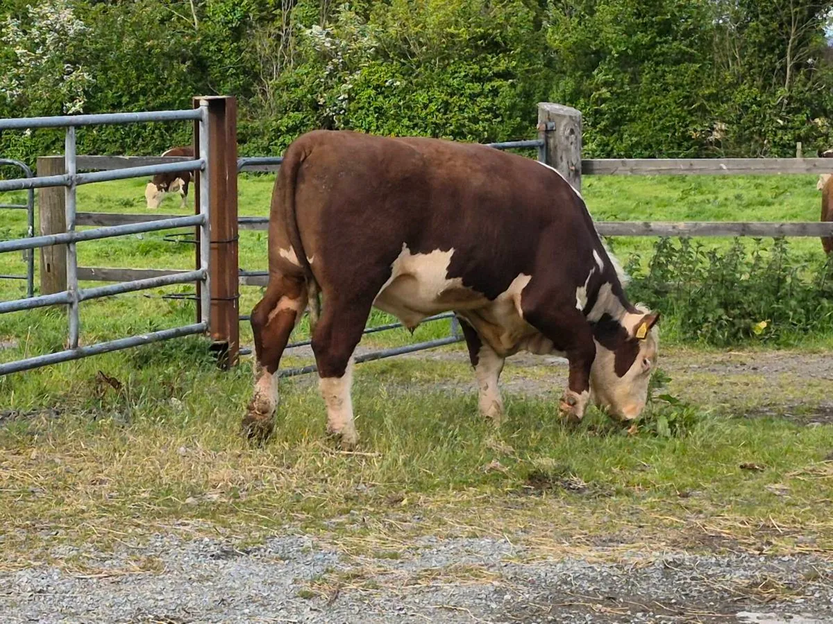Hereford Bulls - Image 3