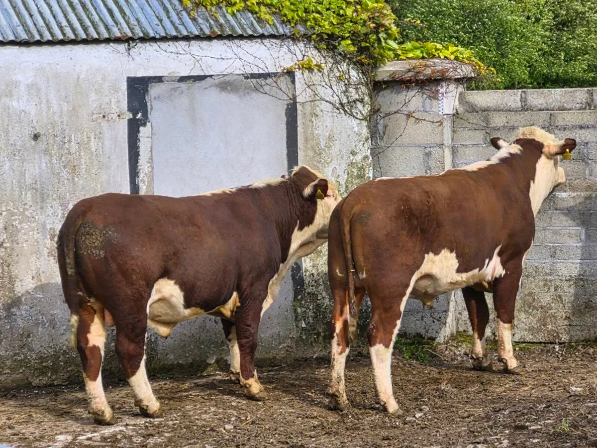 Hereford Bulls - Image 4