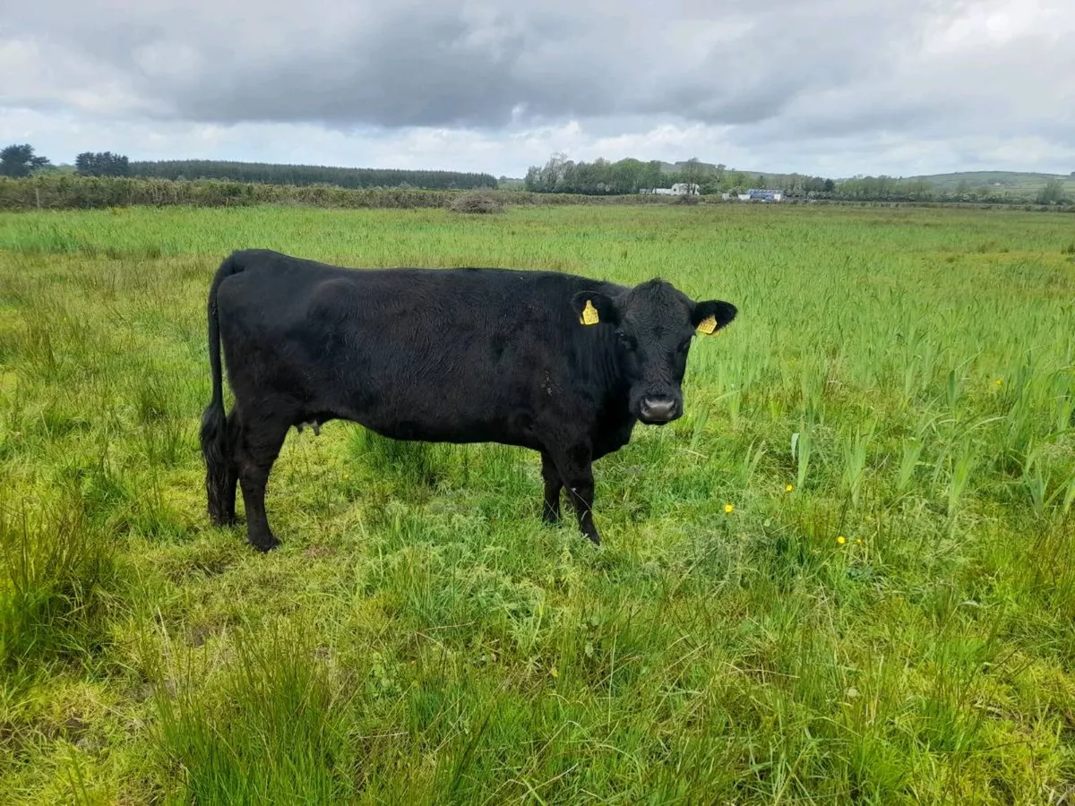 Dexter cow - Image 1