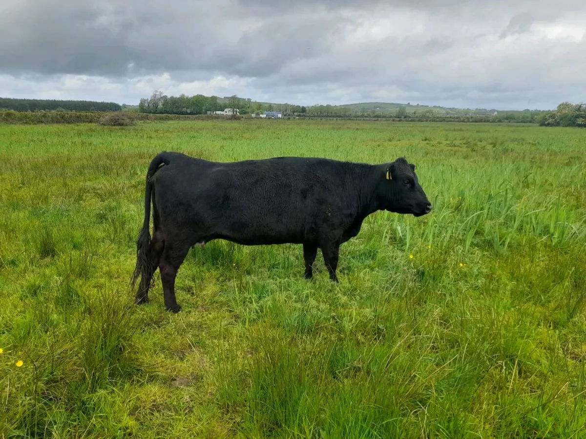Dexter cow - Image 2
