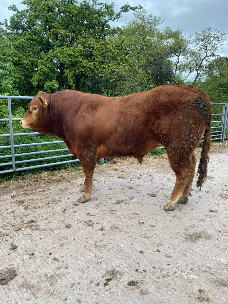 Limousin Pbr bulls - Image 2