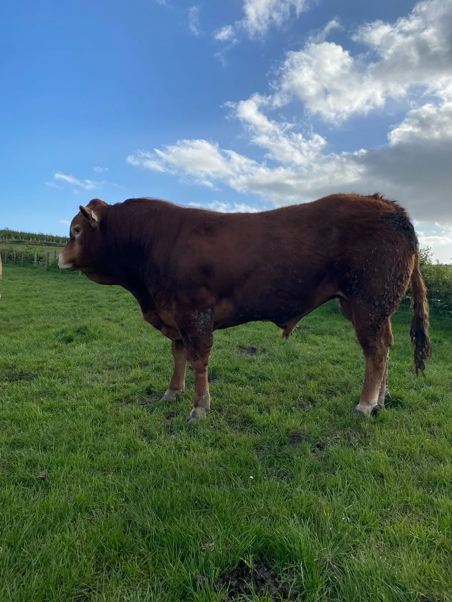 Limousin Pbr bulls - Image 3