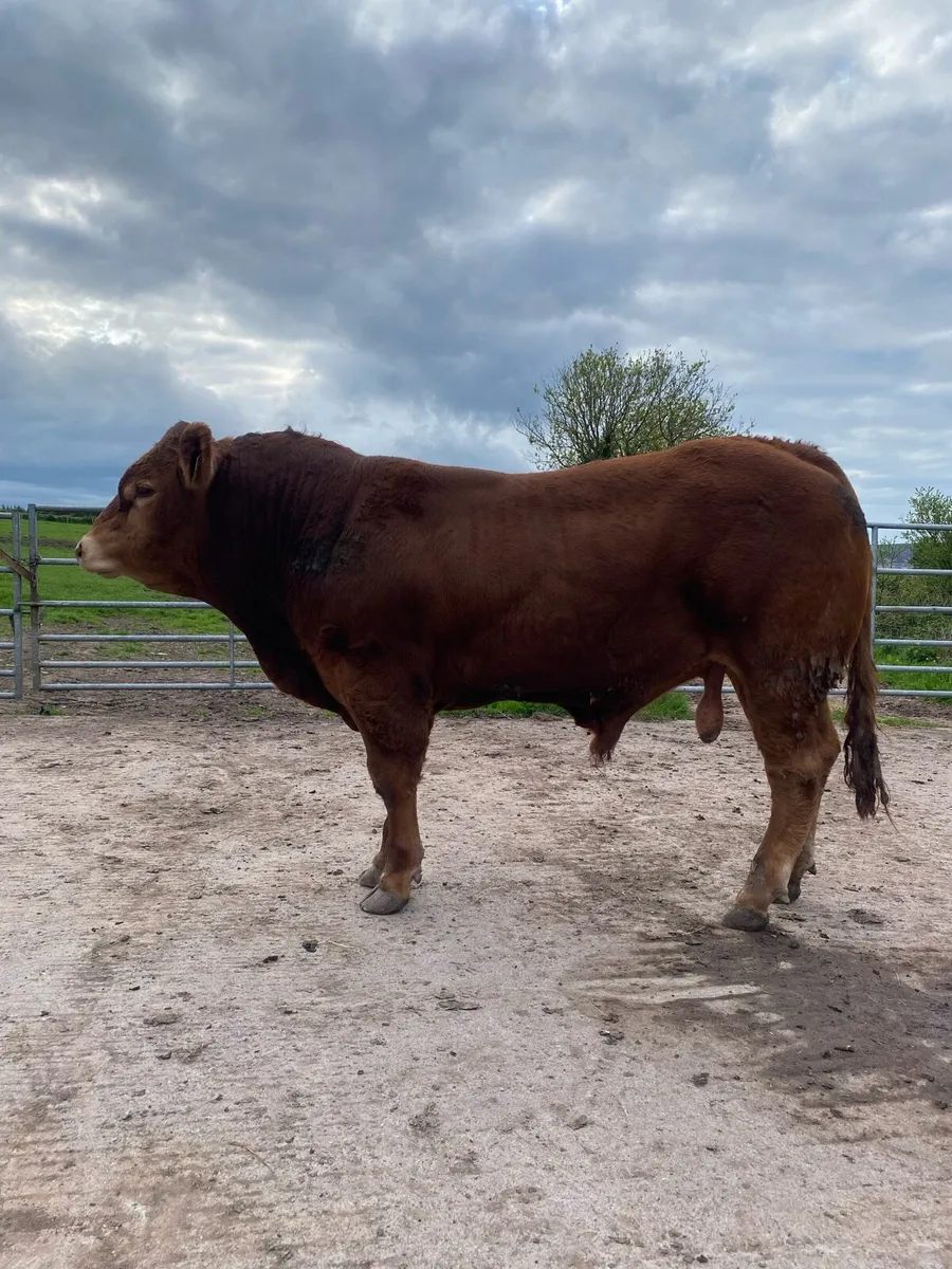Limousin Pbr bulls - Image 4