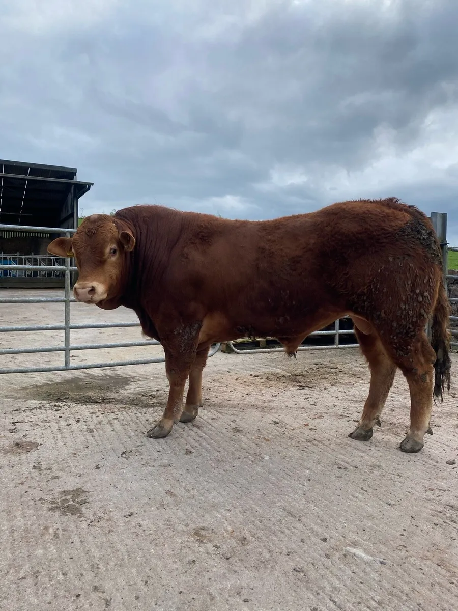 Limousin Pbr bulls - Image 1