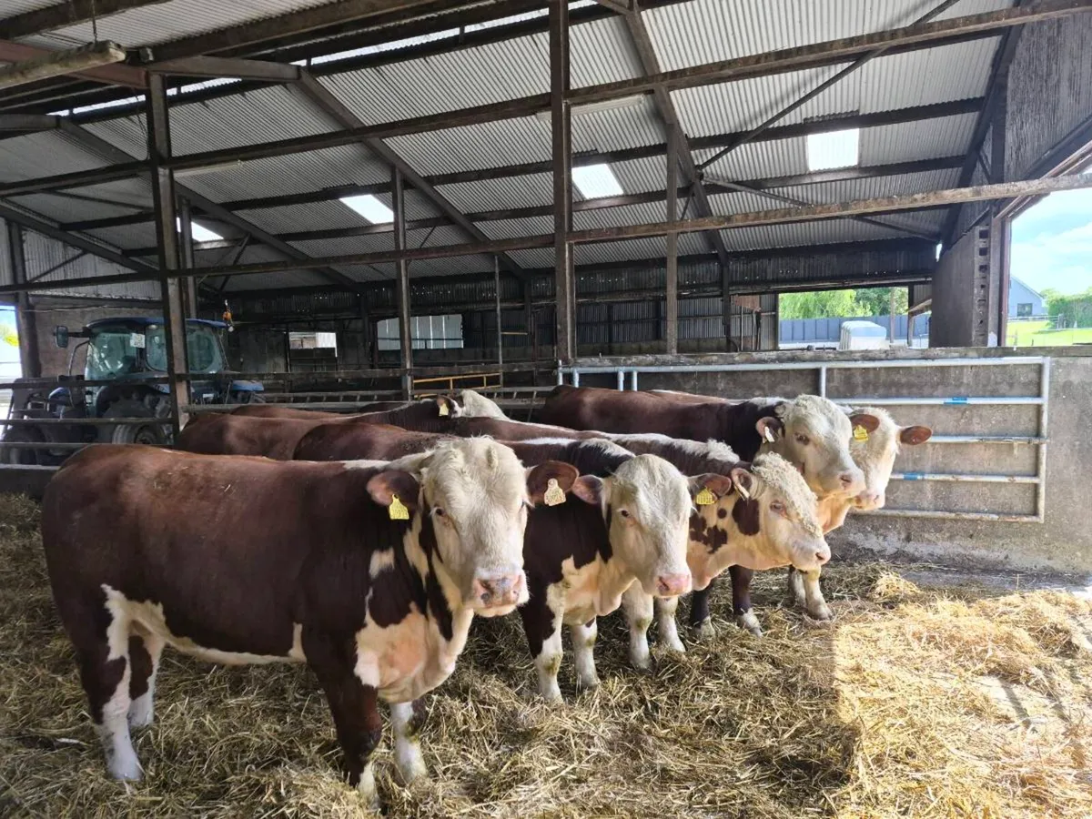 Hereford Bulls - Image 1