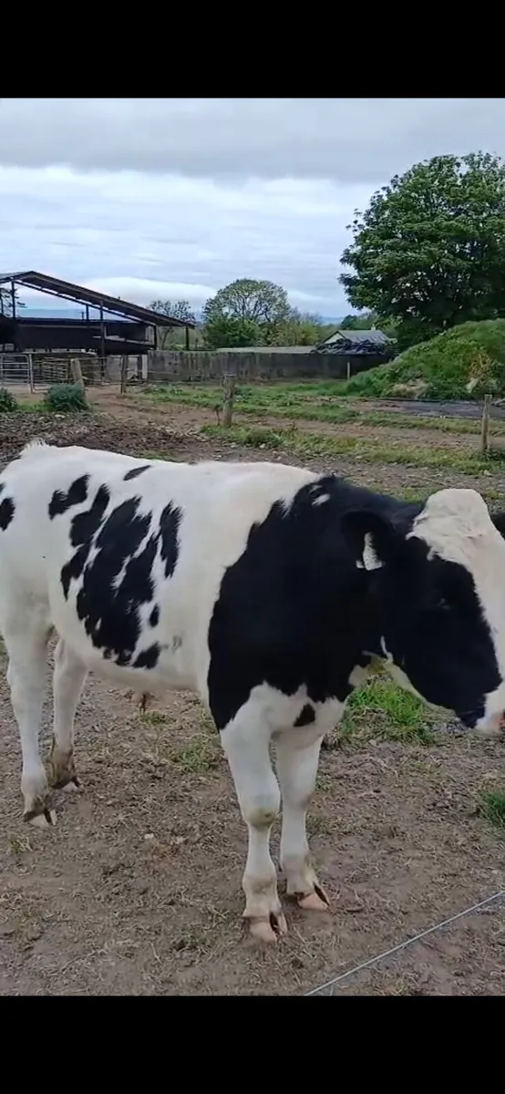 Holstein Friesian bull - Image 2