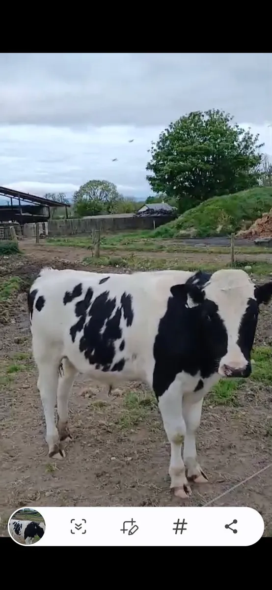 Holstein Friesian bull - Image 1