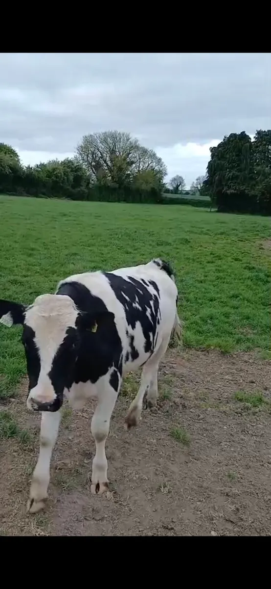 Holstein Friesian bull - Image 3