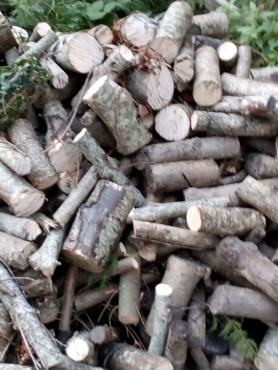 firewoods - Image 1