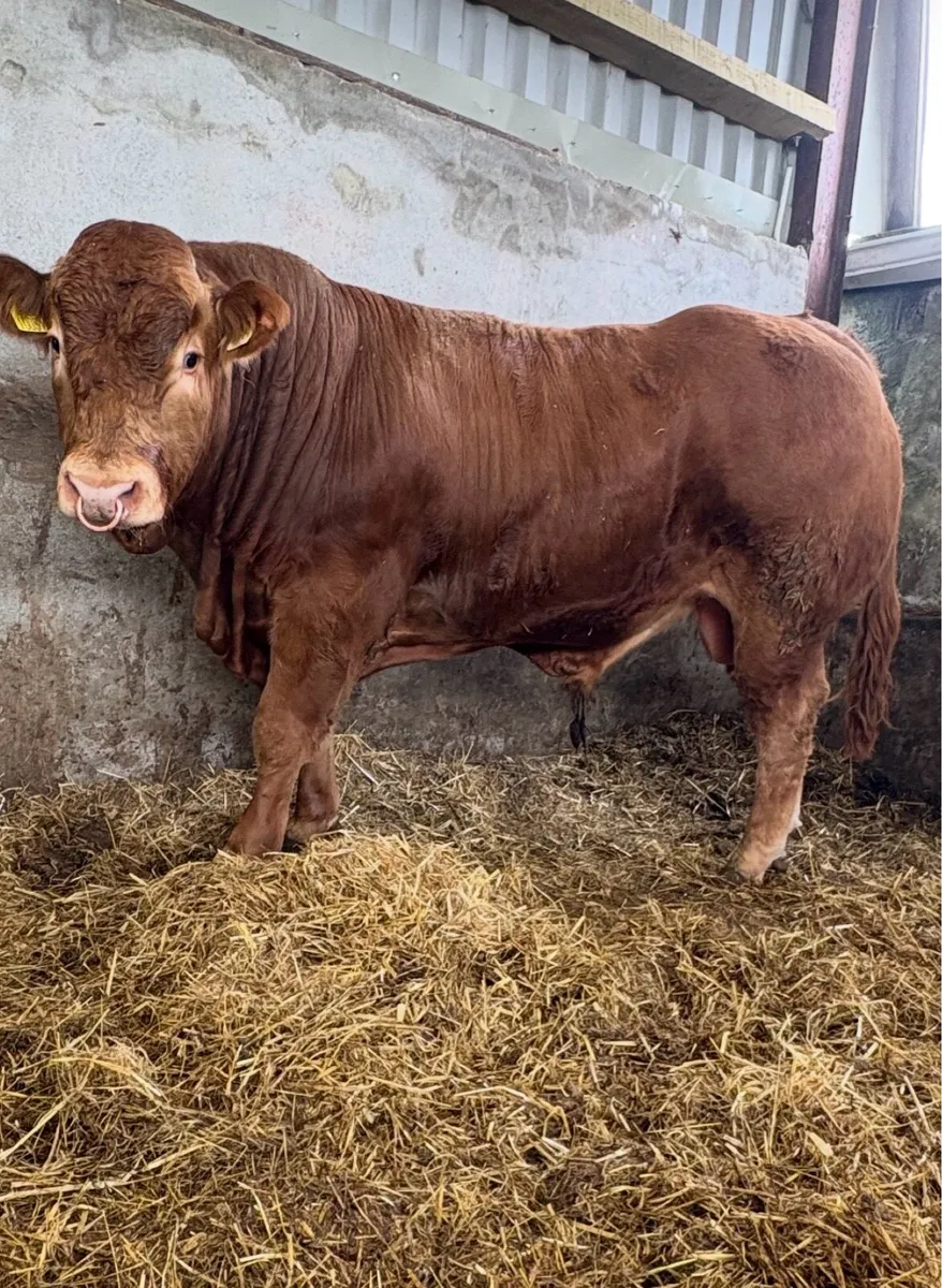 Limousin Bull - Image 3