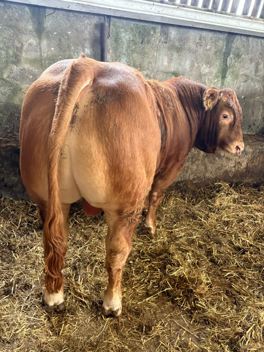 Limousin Bull - Image 4