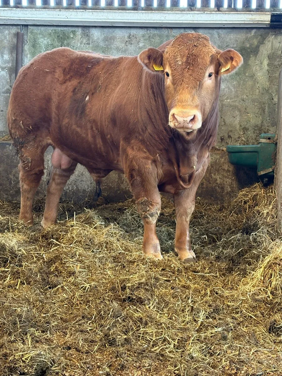 Limousin Bull - Image 2