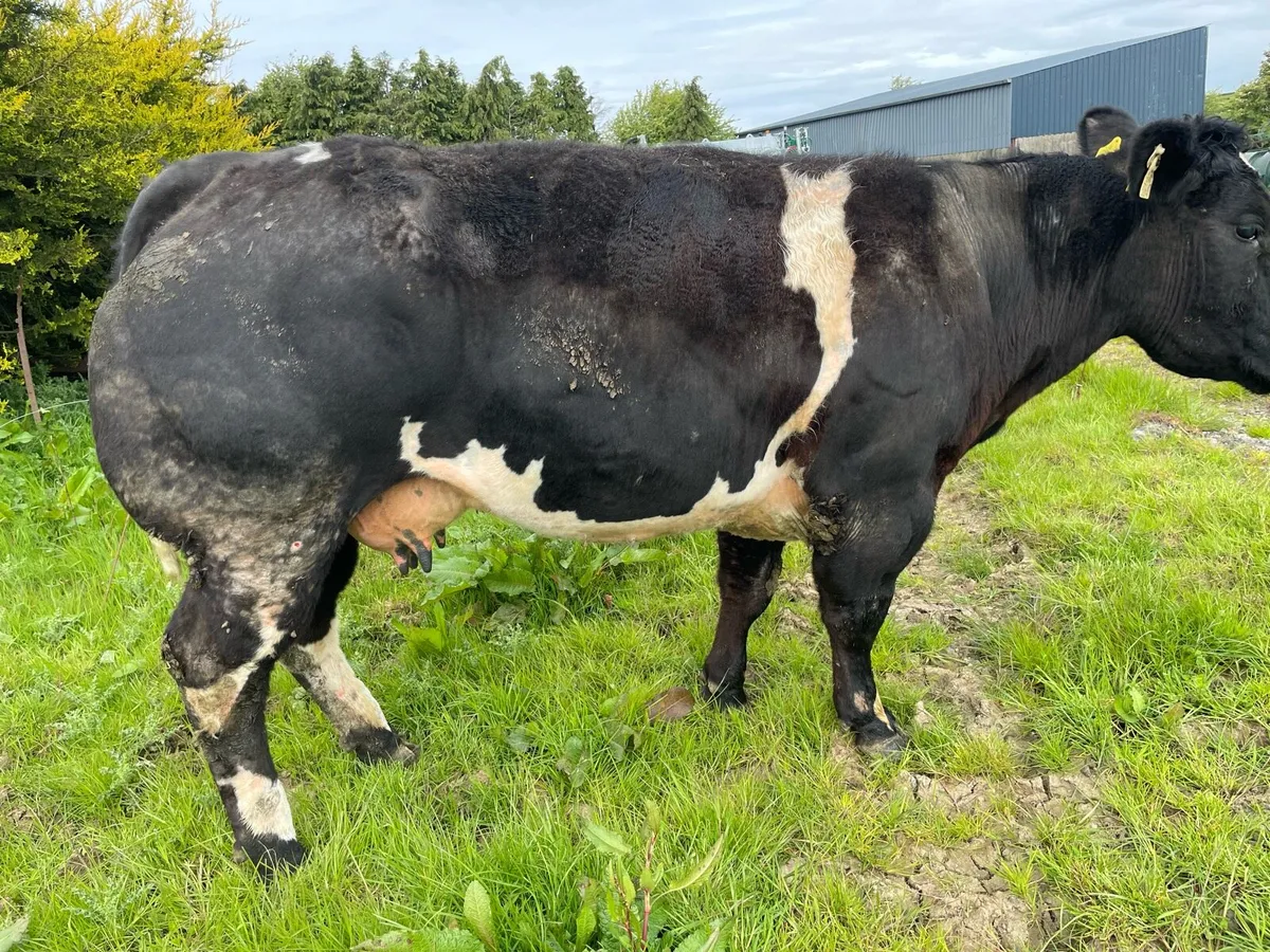 Beef - Image 2