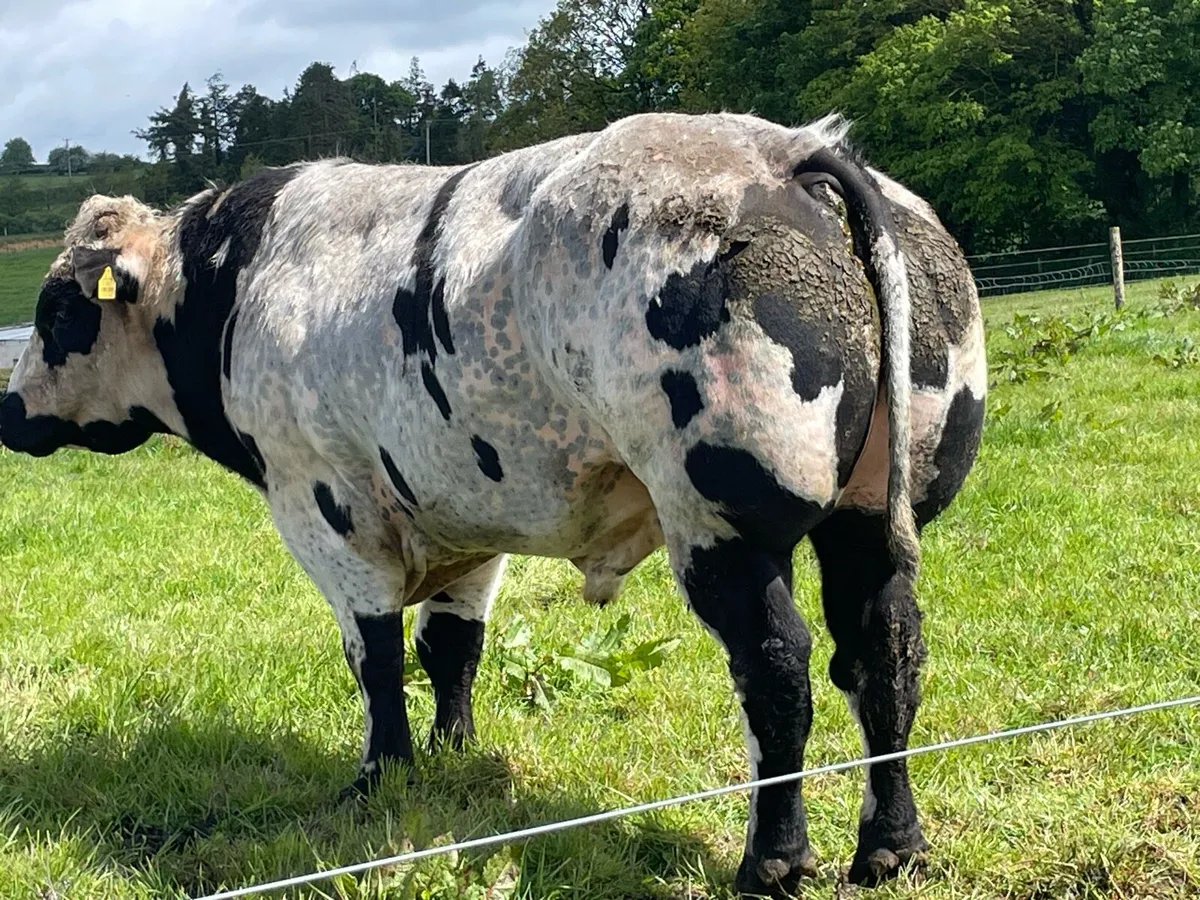 Beef - Image 4
