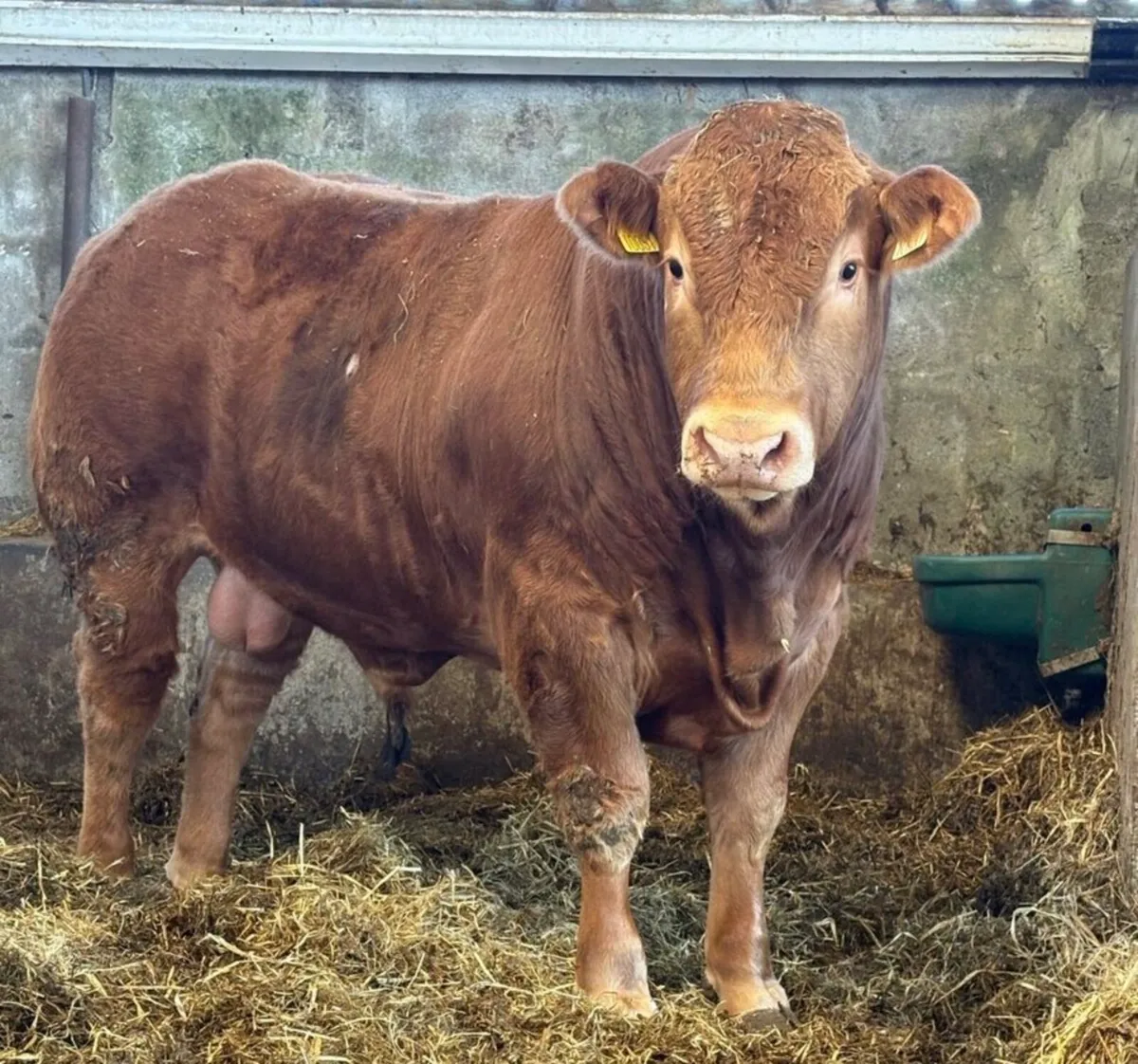 Limousin Bull - Image 1