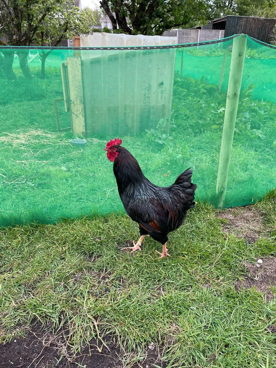 Hatching Eggs (Standard and Polish Hens) - Image 2