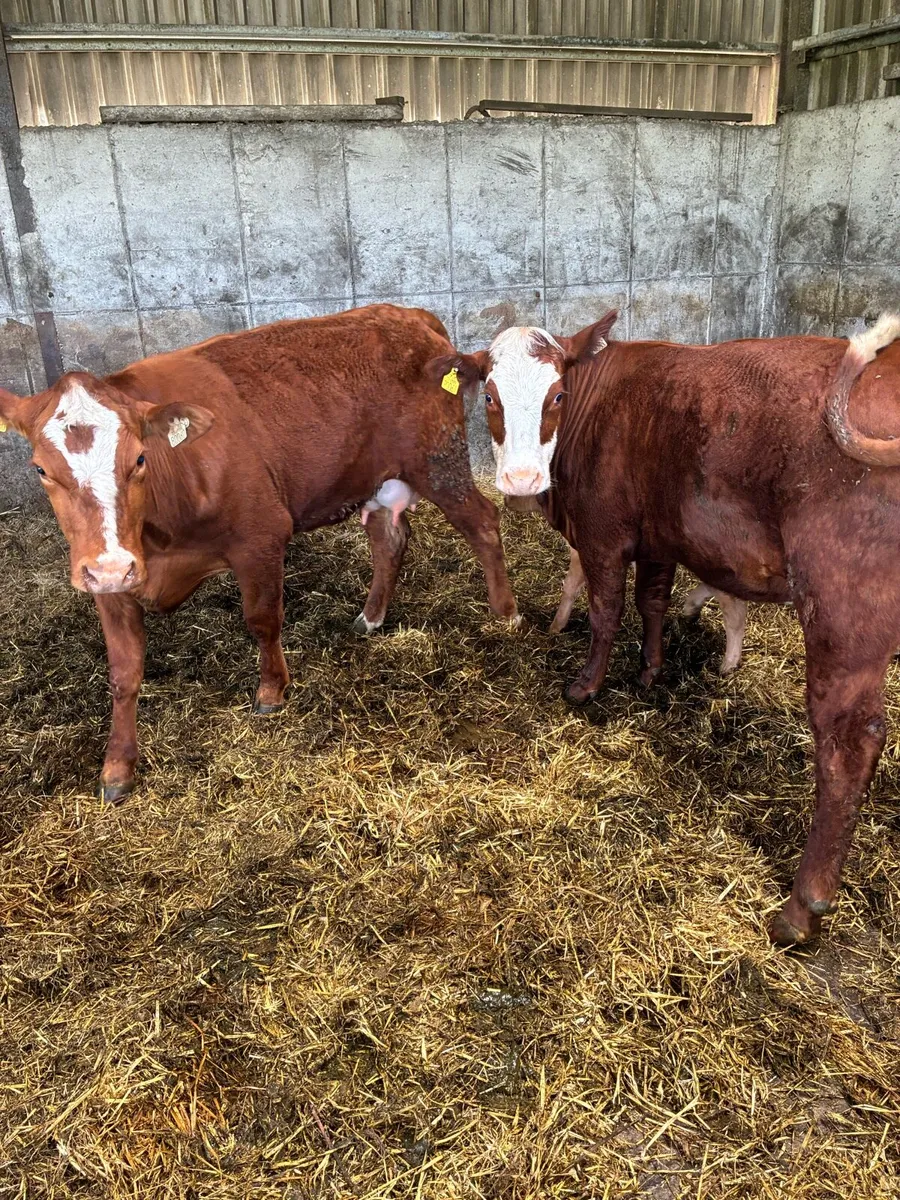 3 calved Heiffers - Image 2