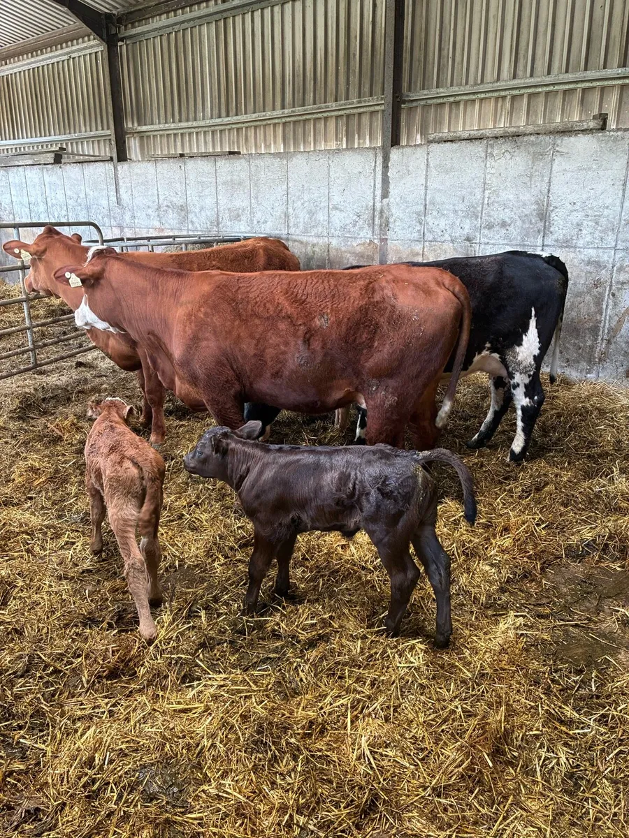 3 calved Heiffers - Image 3