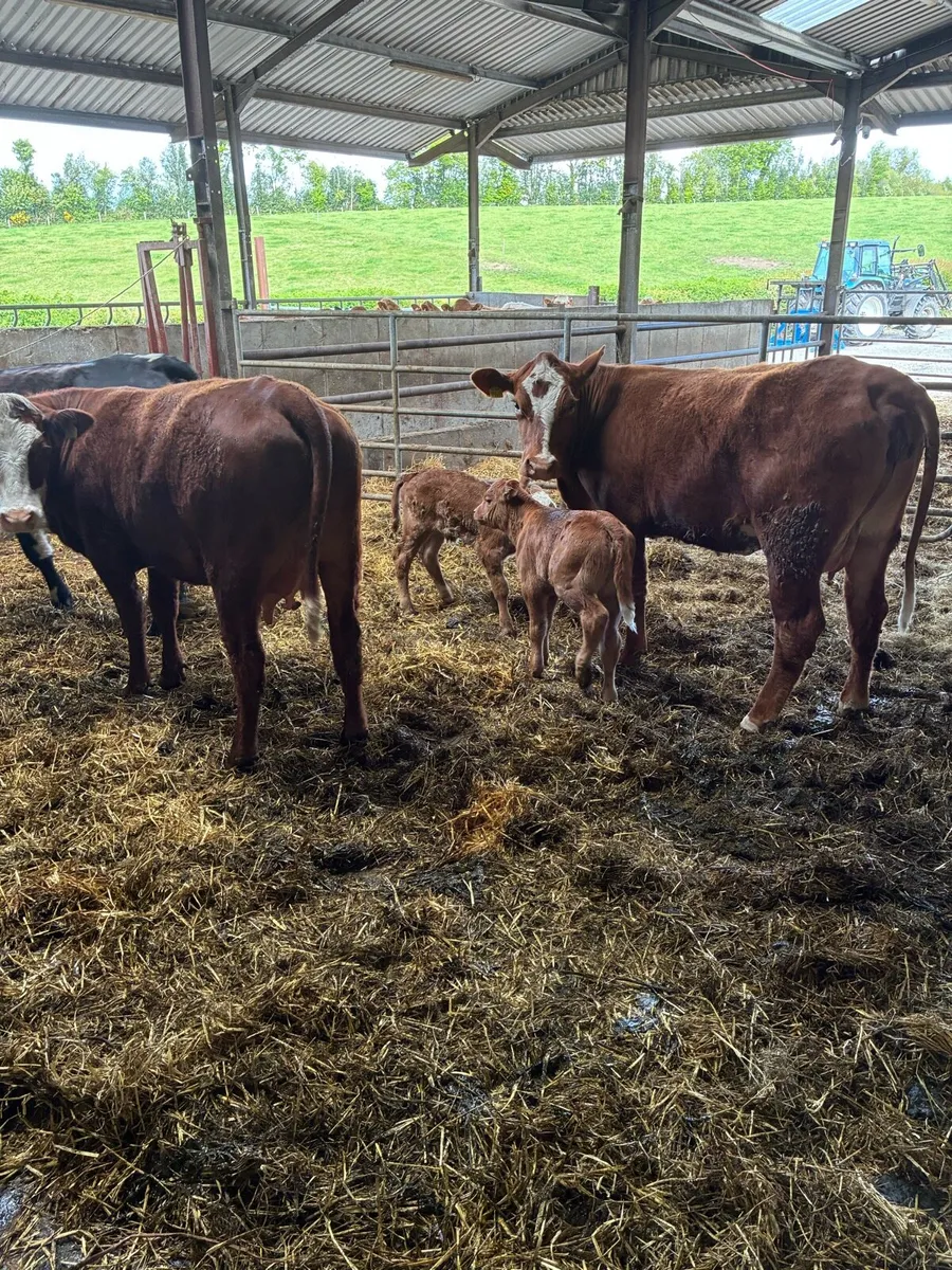 3 calved Heiffers - Image 4