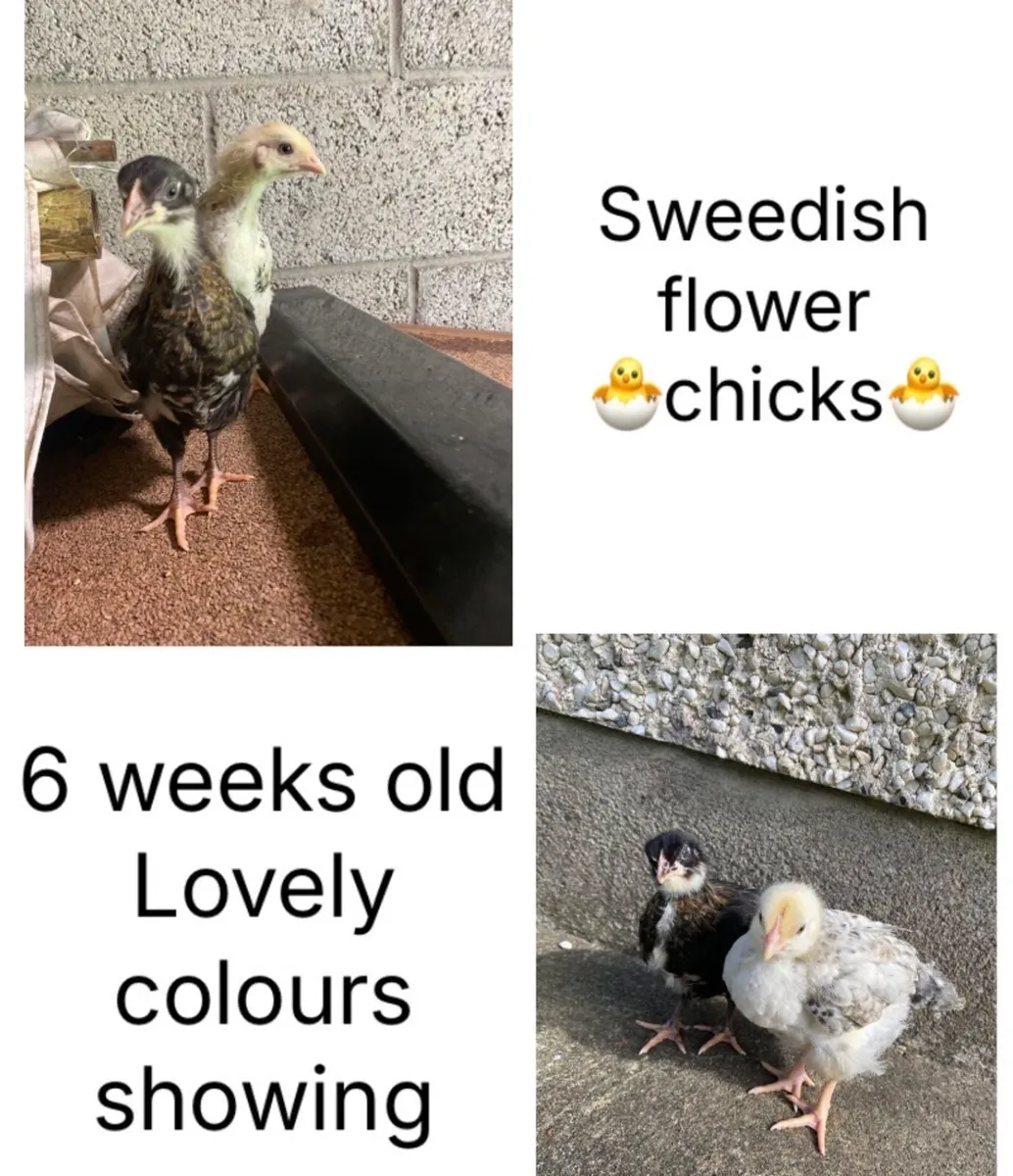 🐣Chick’s 🐣 - Image 3