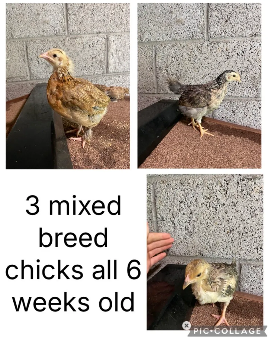 🐣Chick’s 🐣 - Image 4