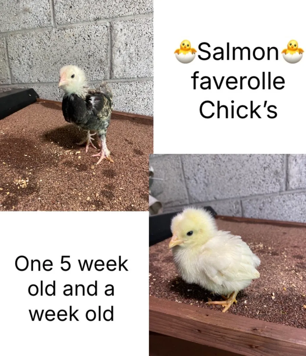 🐣Chick’s 🐣 - Image 1