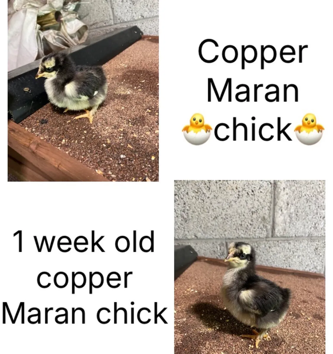 🐣Chick’s 🐣 - Image 2