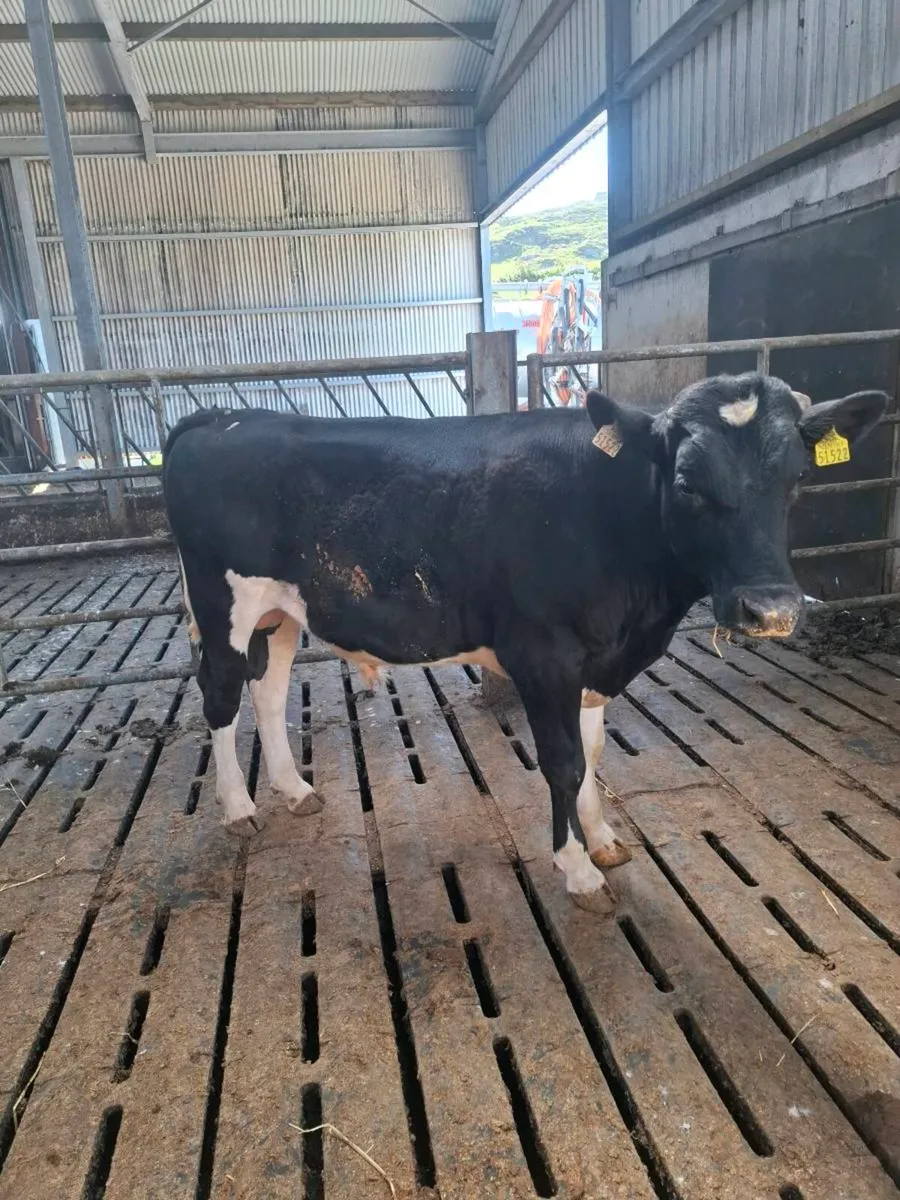 High EBI Fr bull - Image 2