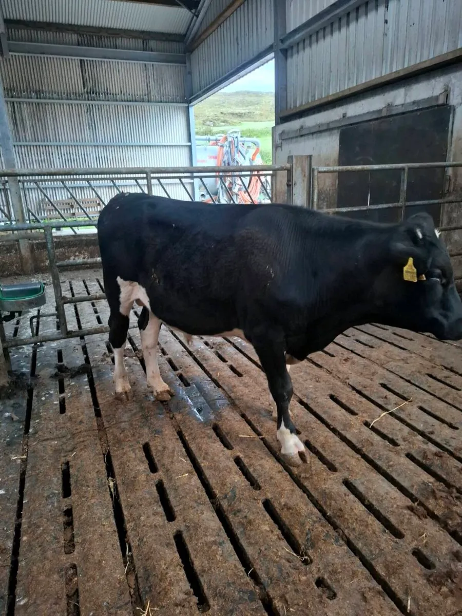 High EBI Fr bull - Image 3
