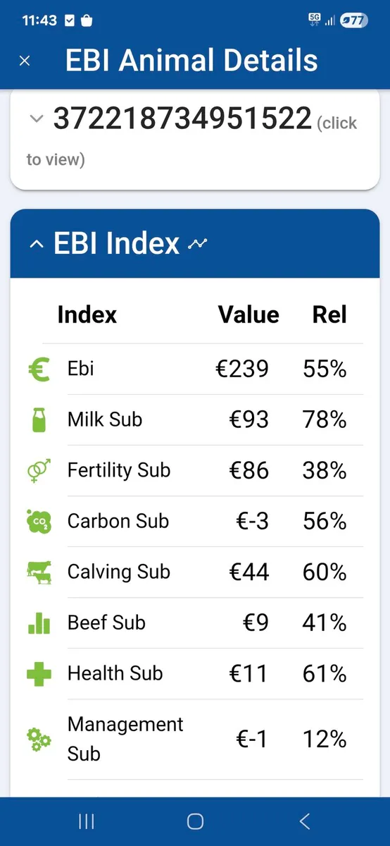 High EBI Fr bull - Image 4