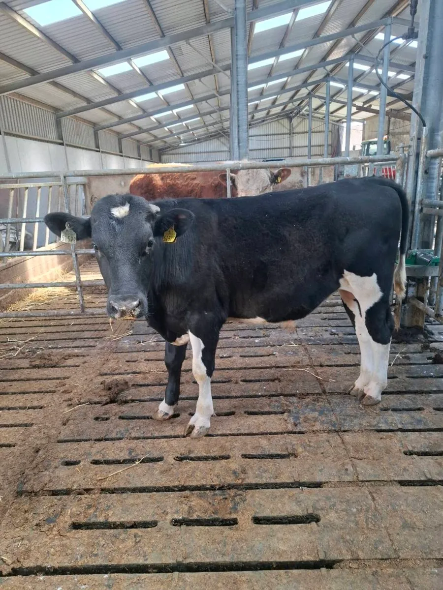 High EBI Fr bull - Image 1