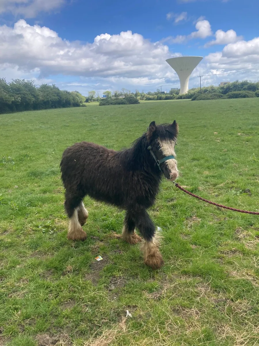 Cobs 🐴🐴x2 - Image 3