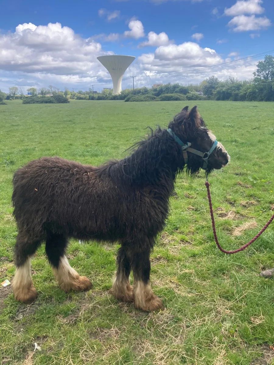 Cobs 🐴🐴x2 - Image 4