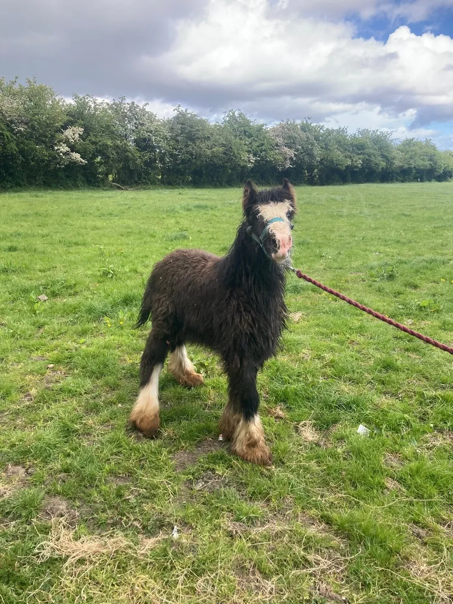 Cobs 🐴🐴x2 - Image 2